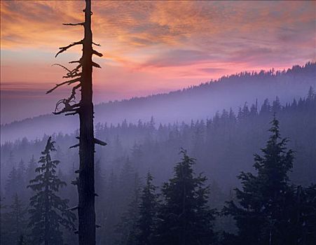 日落,上方,树林,火山湖国家公园,俄勒冈