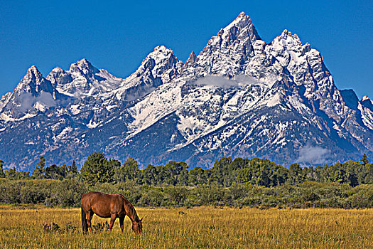 美国,怀俄明,大台顿国家公园,马,放牧,土地,积雪,落基山脉,背景