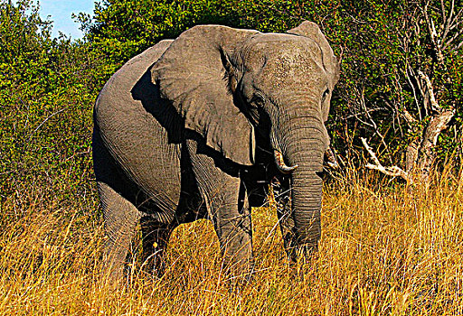 非洲象,走,树林,博茨瓦纳