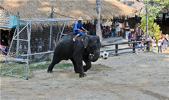 大象,表演,露营,清迈,泰国