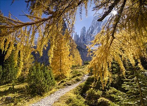 黄色,落叶松属植物,落叶松属,徒步旅行,山谷,白云岩,意大利