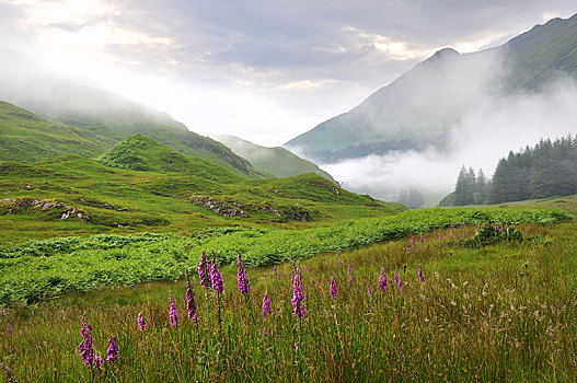 雾,亮光,雨,高地,盛开,毛地黄,苏格兰,英国,欧洲