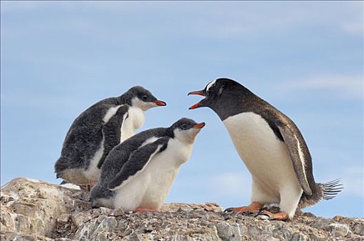巴布亚企鹅,母兽,两个,幼禽,南极