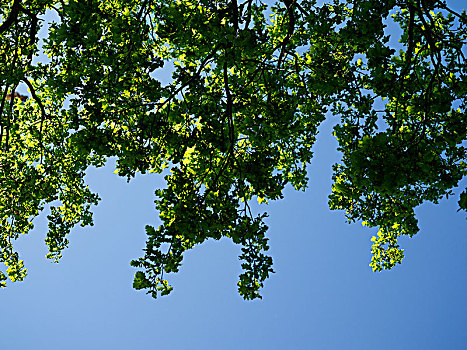 树,蓝天