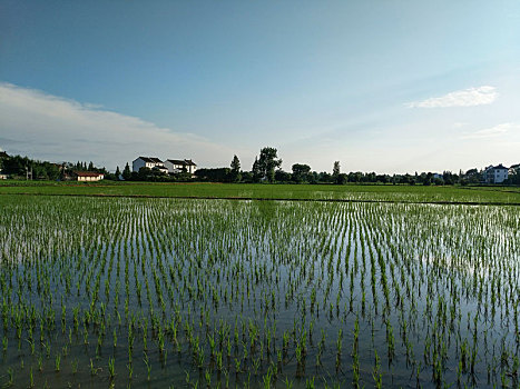 水乡稻田,田园风光,夏日乡村