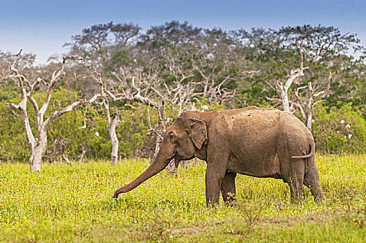 亚洲,亚洲象,象属,沼泽,国家公园,斯里兰卡