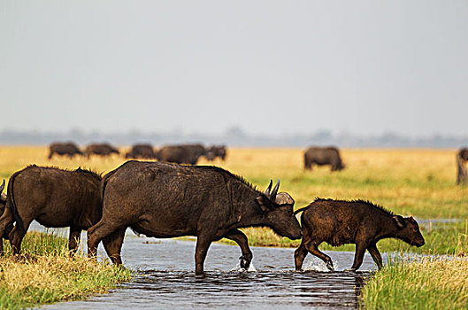 南非水牛,非洲水牛,女性,幼兽,河流,萨维提,湿地,乔贝国家公园,博茨瓦纳,非洲