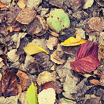 彩色,秋天,落叶,地上,公园,旧式,照片