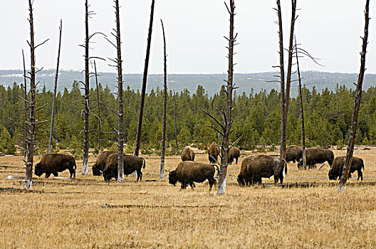 野牛,牧群,黄石国家公园,怀俄明,美国
