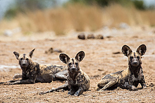 非洲野狗,纳米比亚