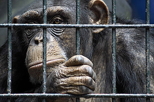 黑猩猩,笼子,头像,动物,动物园,哺乳动物,锁住,向上,孤单,畜牧,姿态,围挡,囚禁,栖息地,栏杆,猴子,猿,概念,监狱,抓住,悲伤