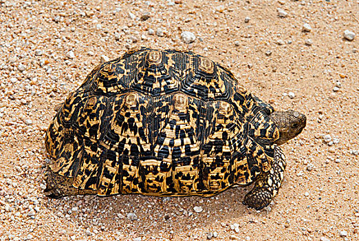 豹纹龟,纳米比亚,非洲