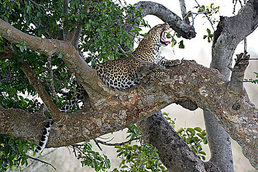 豹,卧,无花果树,哈欠,马赛马拉国家保护区,肯尼亚,非洲