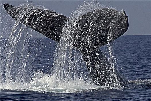 夏威夷,夏威夷大岛,驼背鲸,大翅鲸属,鲸鱼