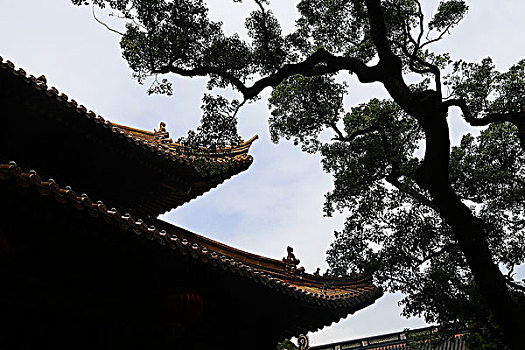 寺庙的飞檐与古树