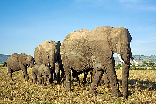 非洲象,牧群,幼小,萨布鲁国家公园,肯尼亚,非洲