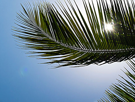 棕榈树,叶状体,蓝天