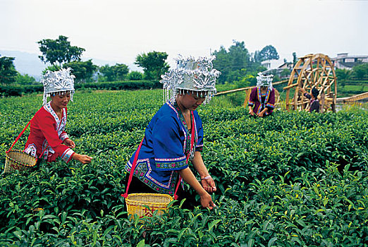 侗族姑娘在采茶