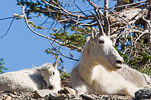 石山羊,冰川国家公园,蒙大拿