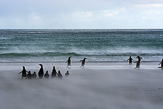 福克兰群岛,岛屿,巴布亚企鹅,争斗,风