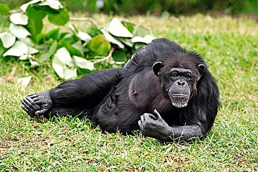 黑猩猩,成年,女性,休息,俘获