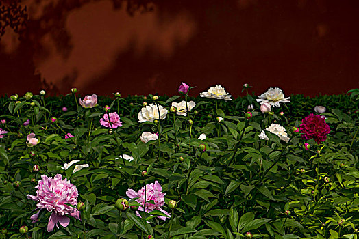 美丽芍药,芍药花