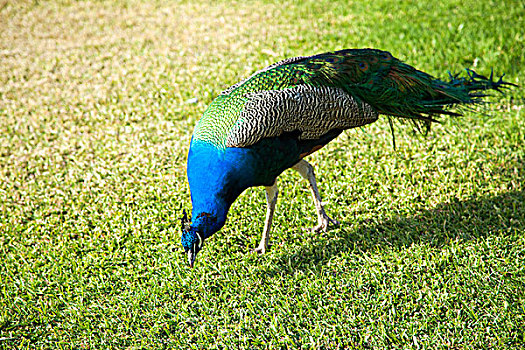 行走在绿色的草地上的一只孔雀