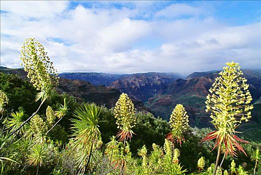 夏威夷,考艾岛,威美亚峡谷,植物