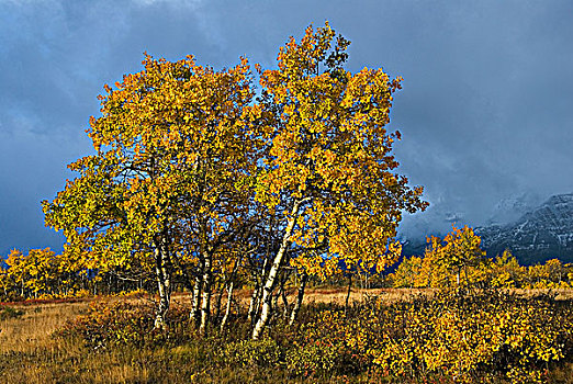 白杨,秋天,不列颠哥伦比亚省,加拿大