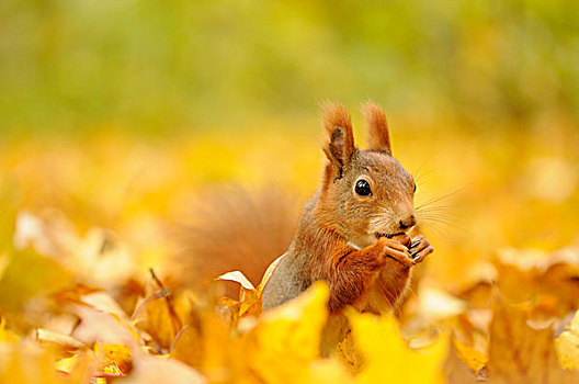 红色,松鼠,坐,彩色,秋天,叶子