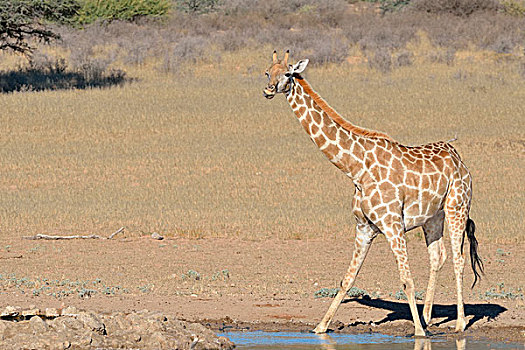 长颈鹿,站立,水坑,卡拉哈迪大羚羊国家公园,北开普,南非,非洲