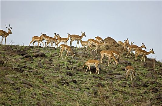 非洲,肯尼亚,马赛马拉,纳罗克地区,牧群,黑斑羚,强势,马赛马拉国家保护区,南方