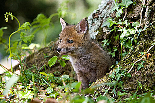 红狐,狐属,幼仔,站立,巢穴,入口,诺曼底,法国