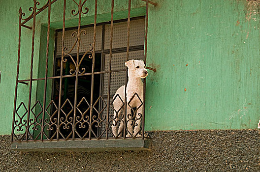 仰视,狗,窗,危地马拉