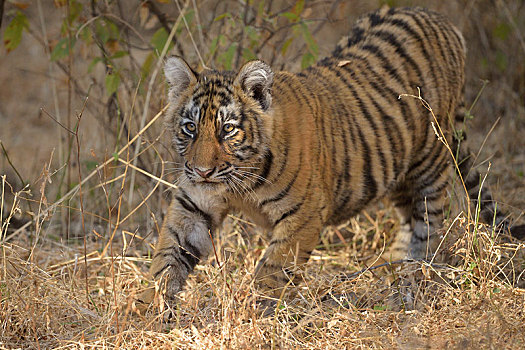 孟加拉虎,虎,幼兽,走,干燥,树林,拉贾斯坦邦,国家公园,印度,亚洲