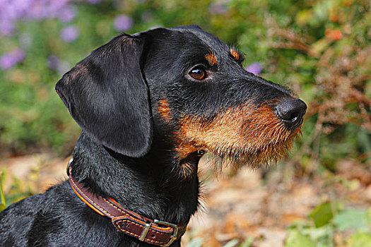 达克斯猎狗,头像,北莱茵威斯特伐利亚,德国,欧洲