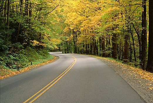 道路,树,大烟山,公园,田纳西,美国