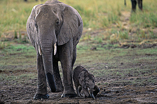 女性,大象,萨维堤地区,靠近,乔贝国家公园,博茨瓦纳