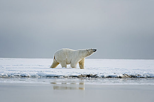 北极熊,母熊,走,浮冰,区域,北极,阿拉斯加,冬天