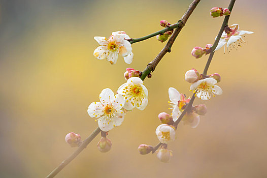 初春梅园梅花绽放