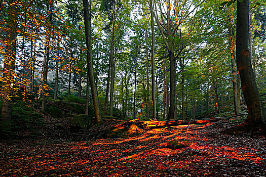 秋日树林,早晨,亮光,撒克逊瑞士,国家公园,萨克森,德国,欧洲