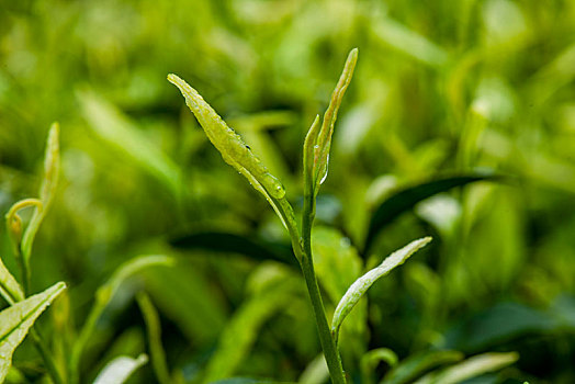 重庆天坪万亩茶叶基地茶树