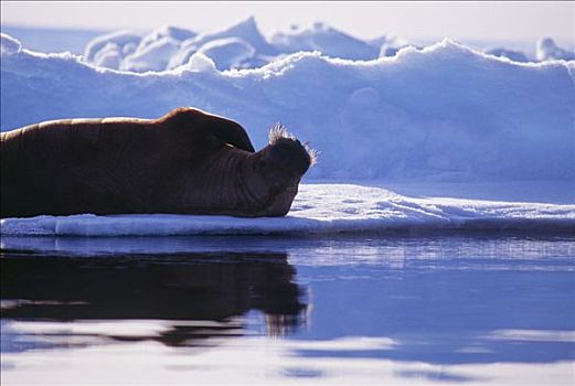 海豹,躺着,冰