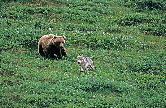 棕熊,熊,成年,追逐,灰色,狼,德纳里峰国家公园,阿拉斯加,美国