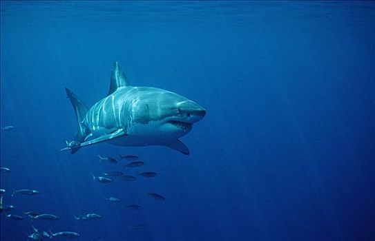 大白鲨,沙鲨属,鱼群,岛屿,南非共和国