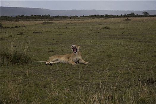 雌狮,狮子,哈欠,马赛马拉国家保护区,肯尼亚