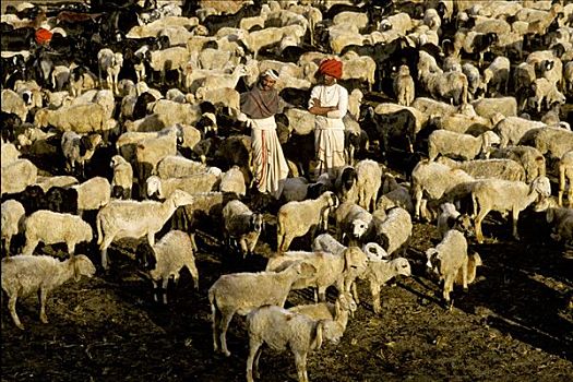 游牧,牧羊人,拉贾斯坦邦,印度