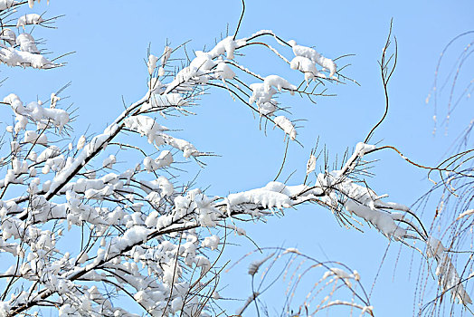 枝条,积雪,雪景,蓝天