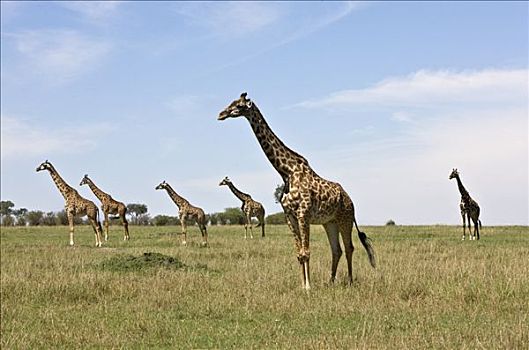 肯尼亚,纳罗克地区,马赛马拉,牧群,长颈鹿,马赛马拉国家保护区