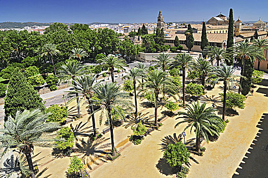 棕榈树,橘树,公园,靠近,城堡,科多巴,西班牙